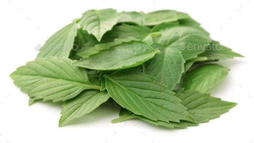 Imagen de BASIL LEAVES - ALBAHACA SUPREME